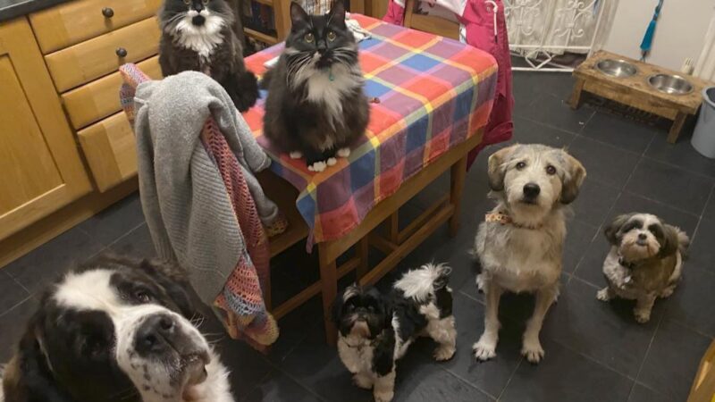 The Full Gang