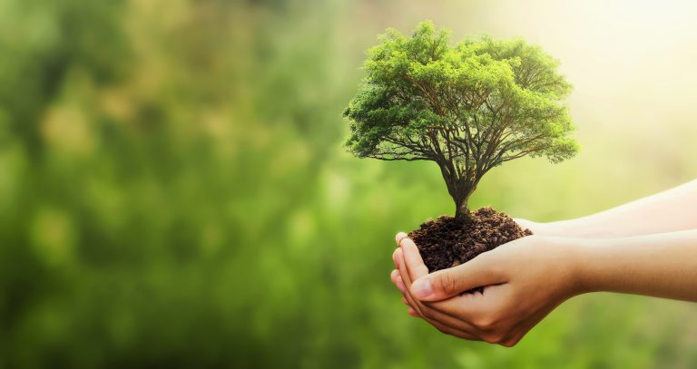 Hand holding tree on blur green nature background. concept eco earth day