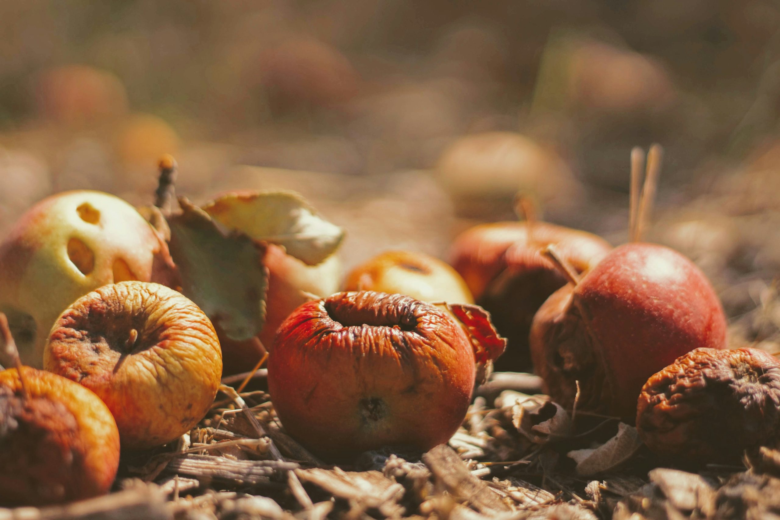 Rotting fruit on a compost heap