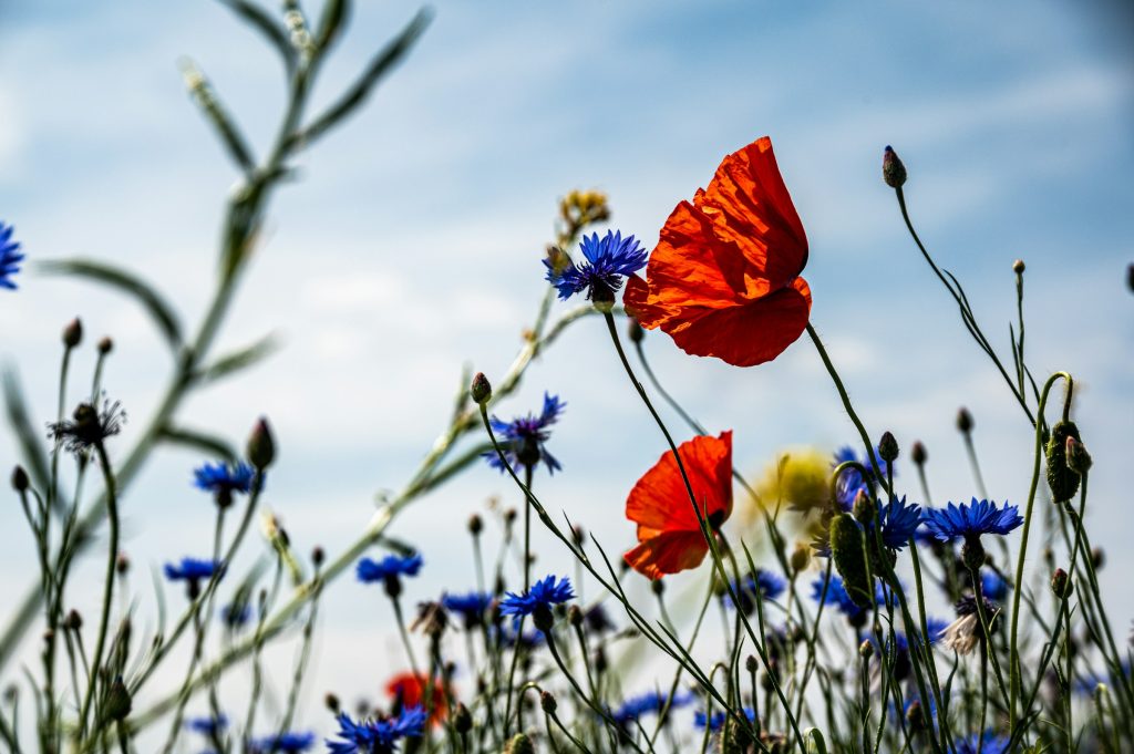 Wild flowers against a blue sky