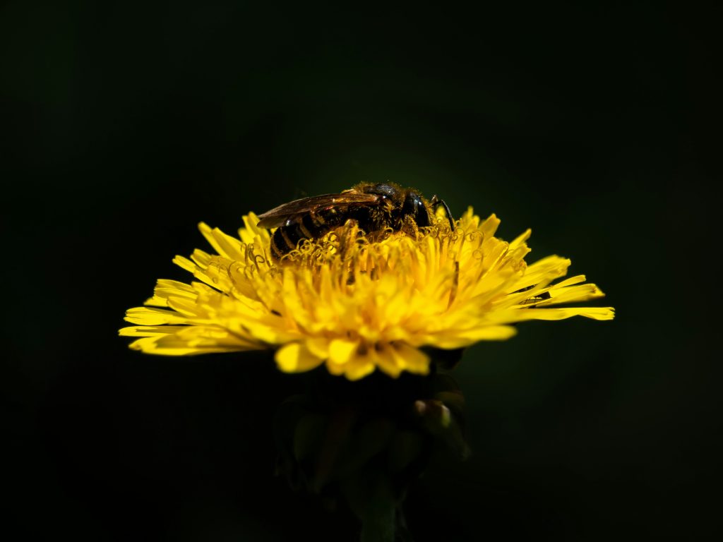 A bee on a yellow dandelion.