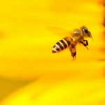 🐝 Bee‑Friendly Gardens: How to Help UK Bees Where You Live