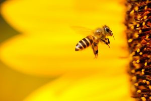 A bee approaching a sunflower.