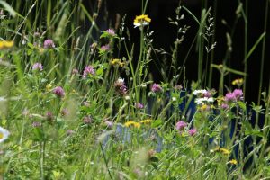 Wild flowers growing in the grass
