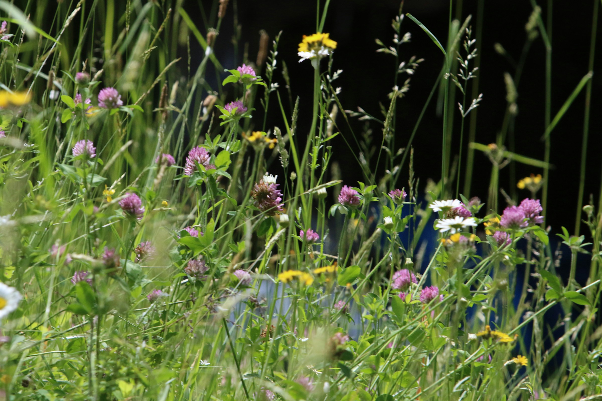 Wild flowers growing in the grass