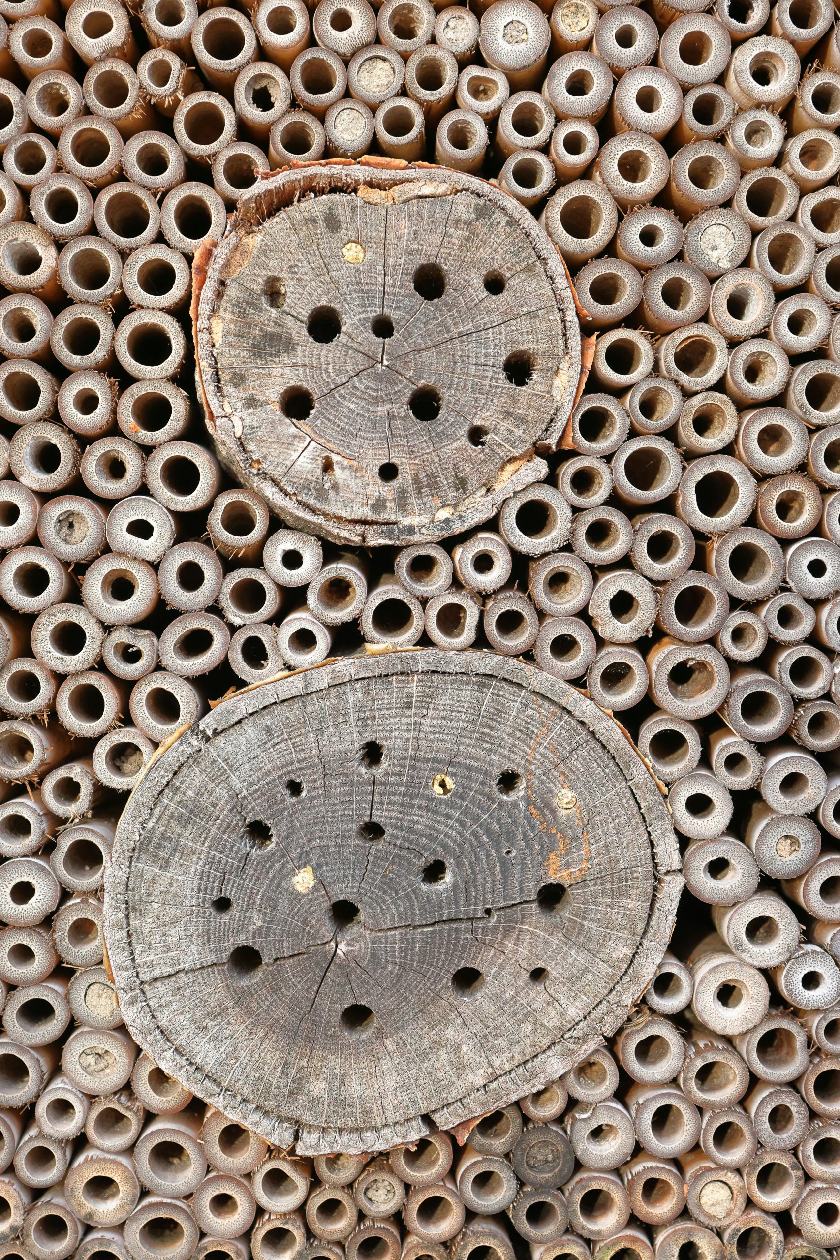 Bee or Bug Hotel.. bamboo and other holey wood stacked.