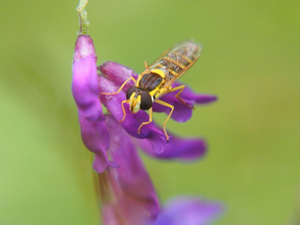 A bug on a purple flower