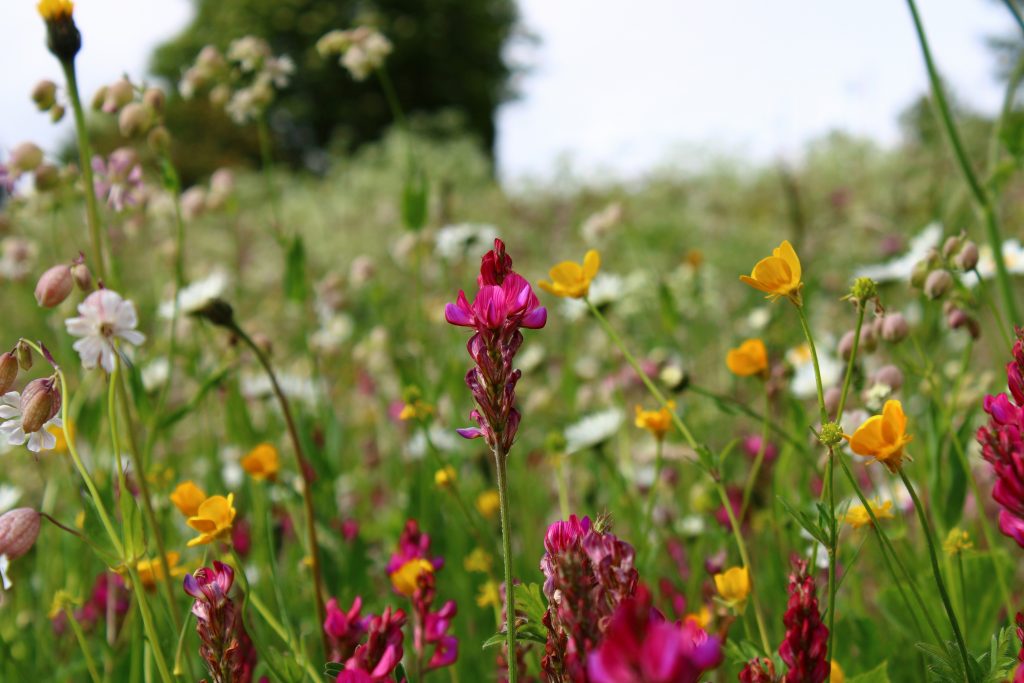 Wild flowers growing in the grass